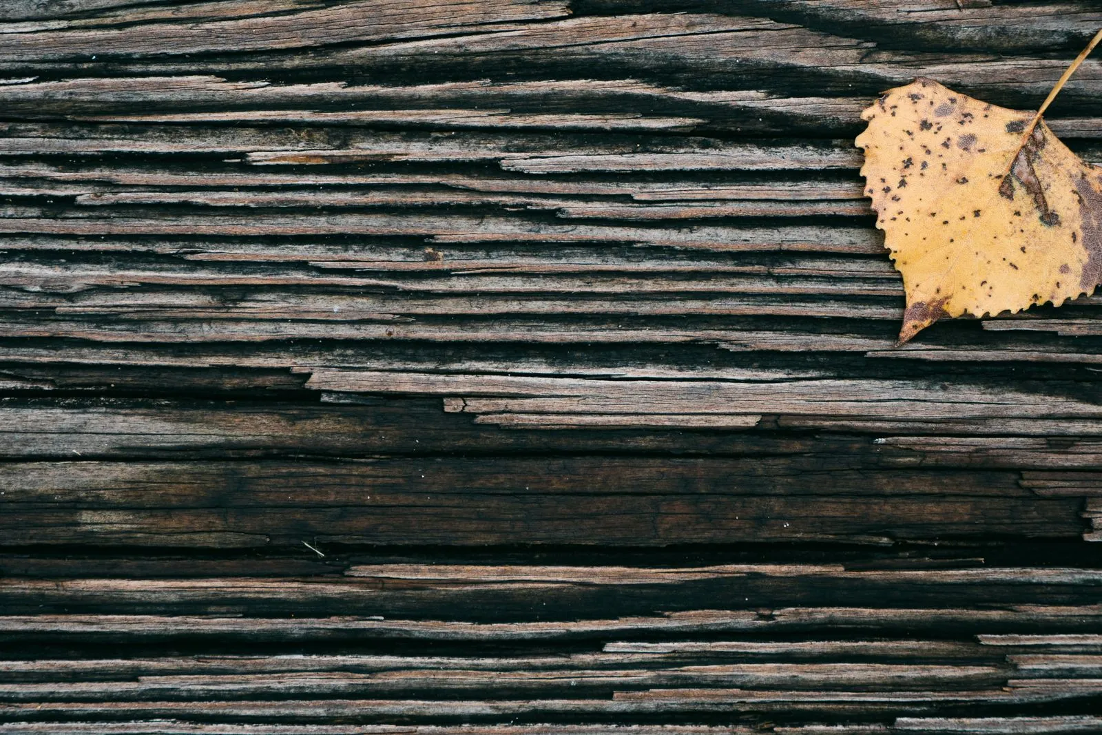 How to Spot Deck Damage After an Anchorage Winter